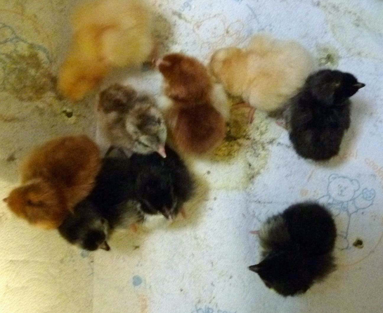 Day old 1