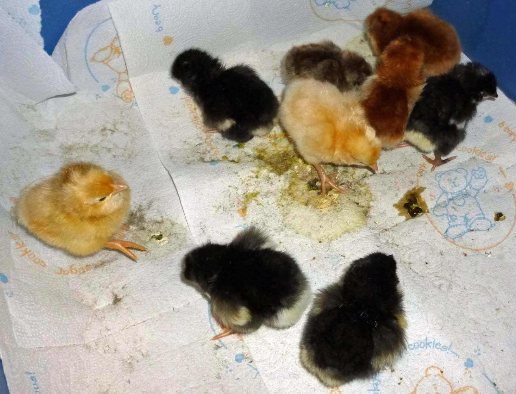 Day old 2