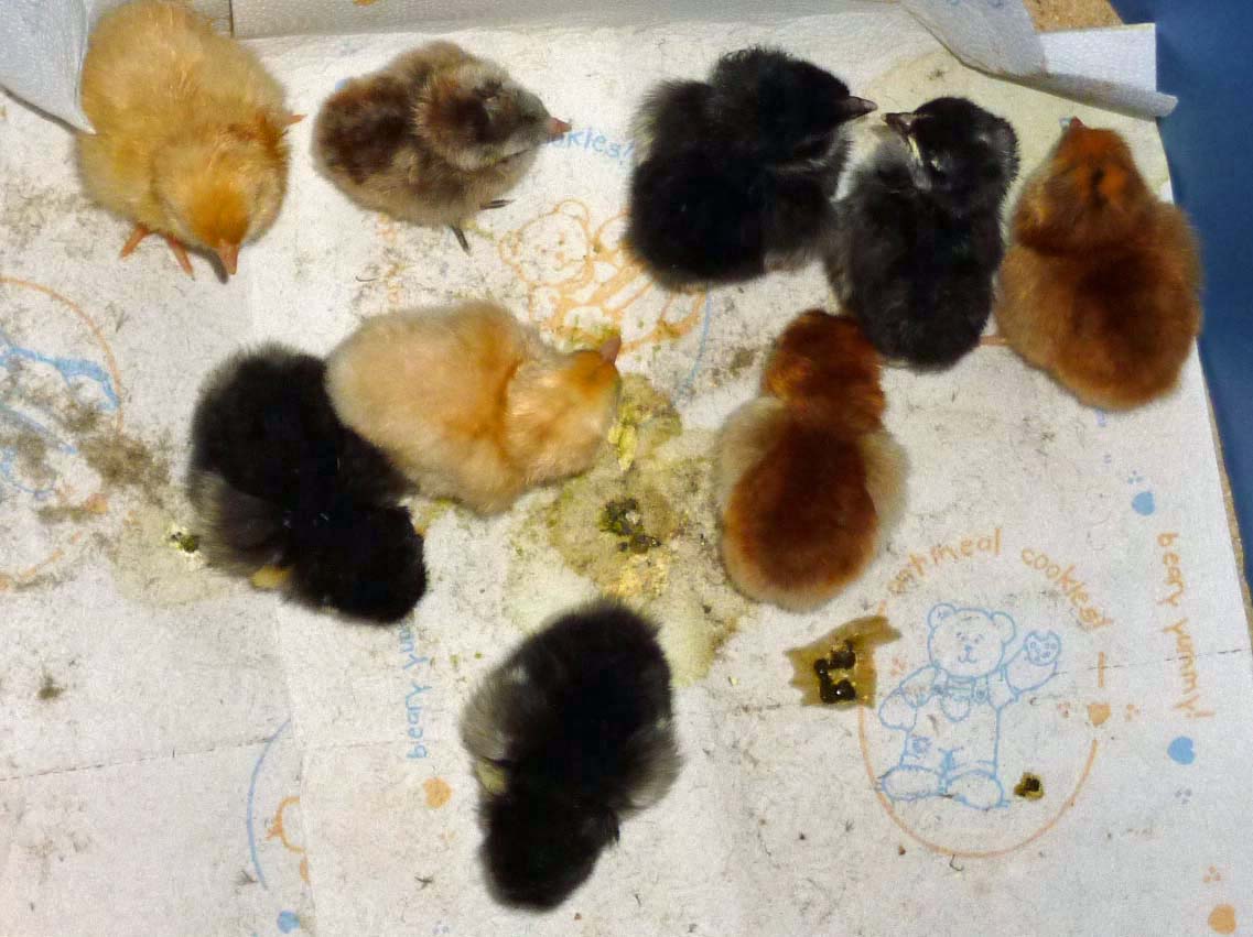 Day old 3