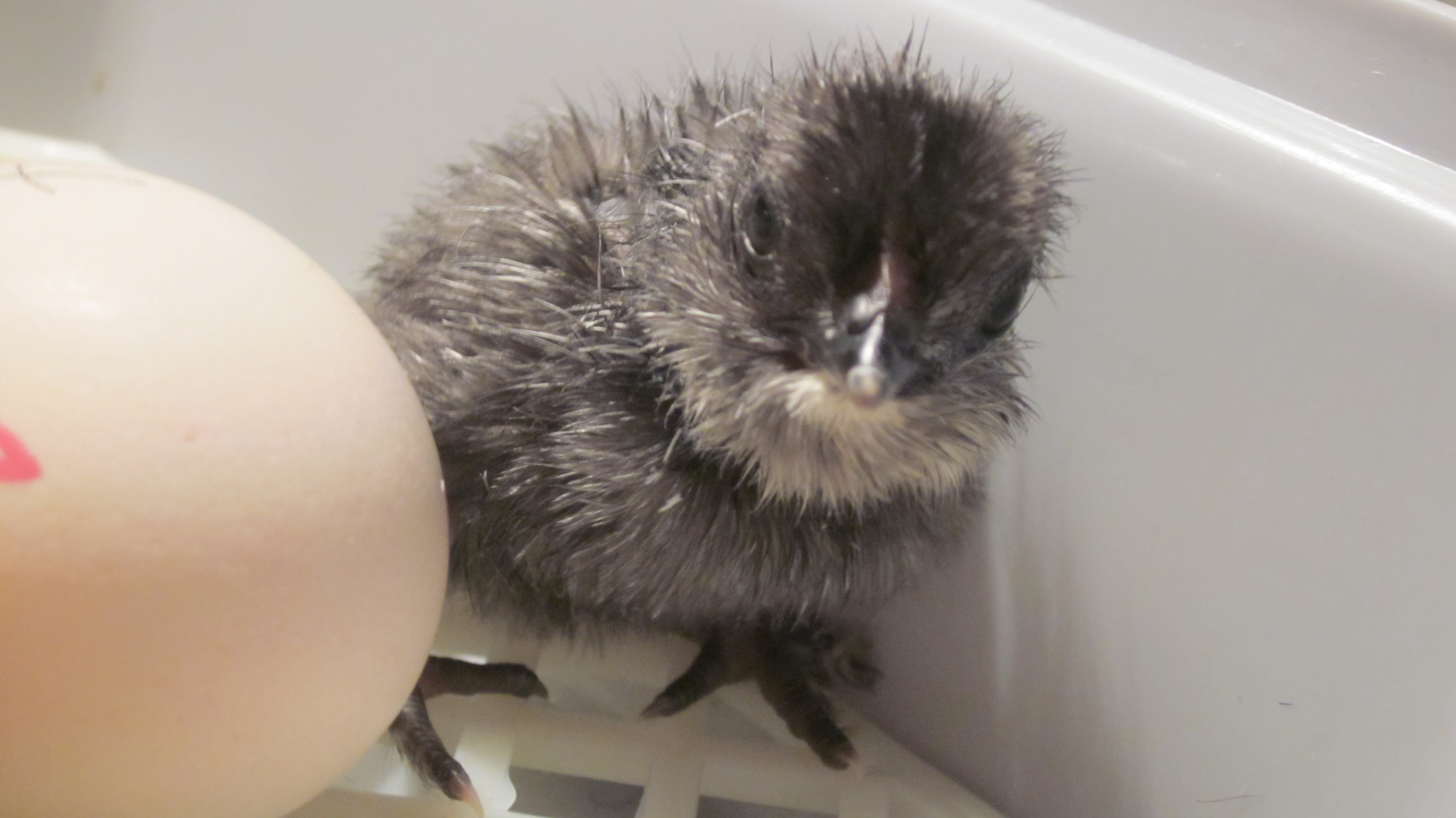 day old Belgian chick