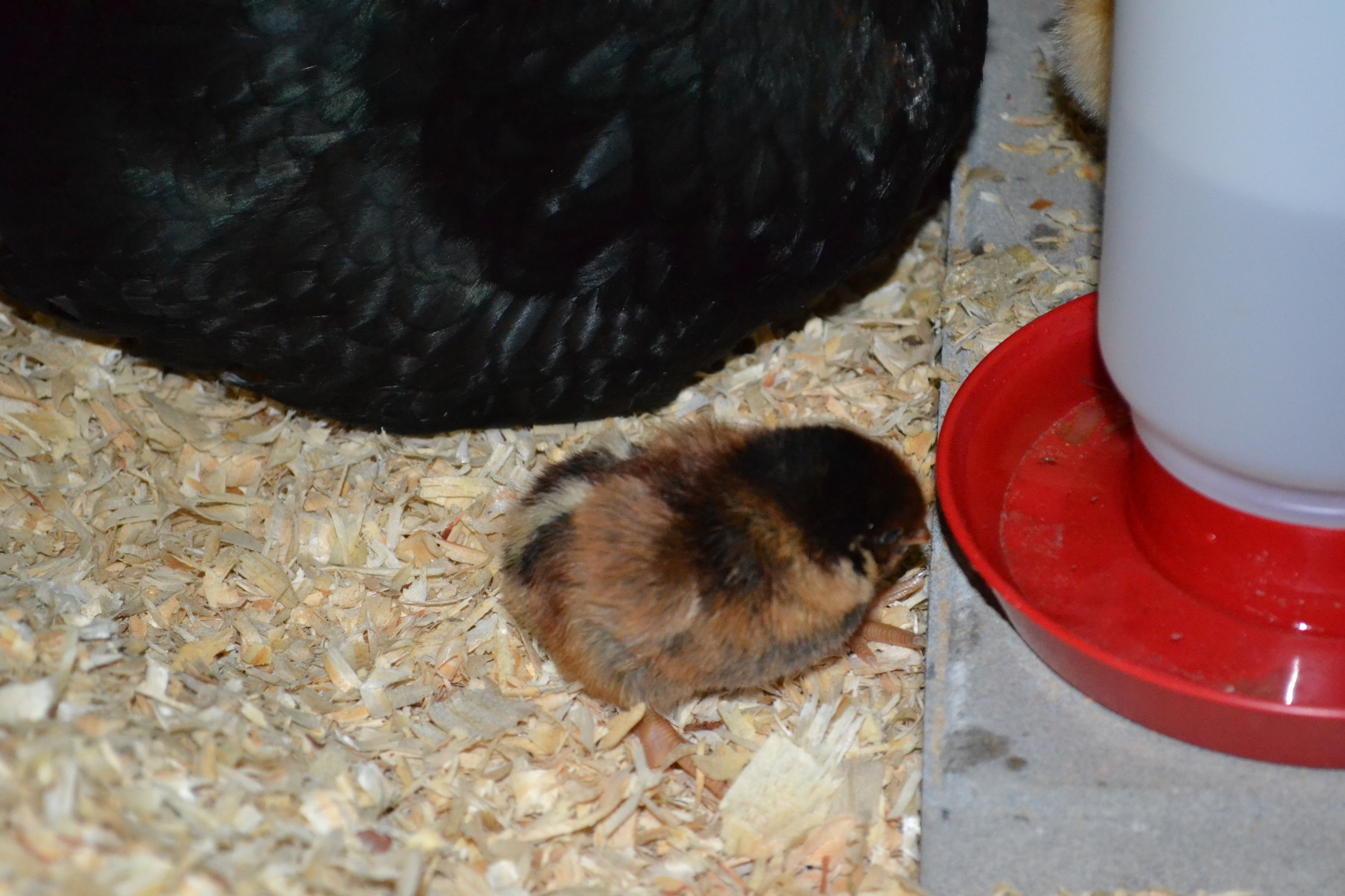 Day old BLRW chick out of 8 hatching eggs. Hatched 05/19/16.