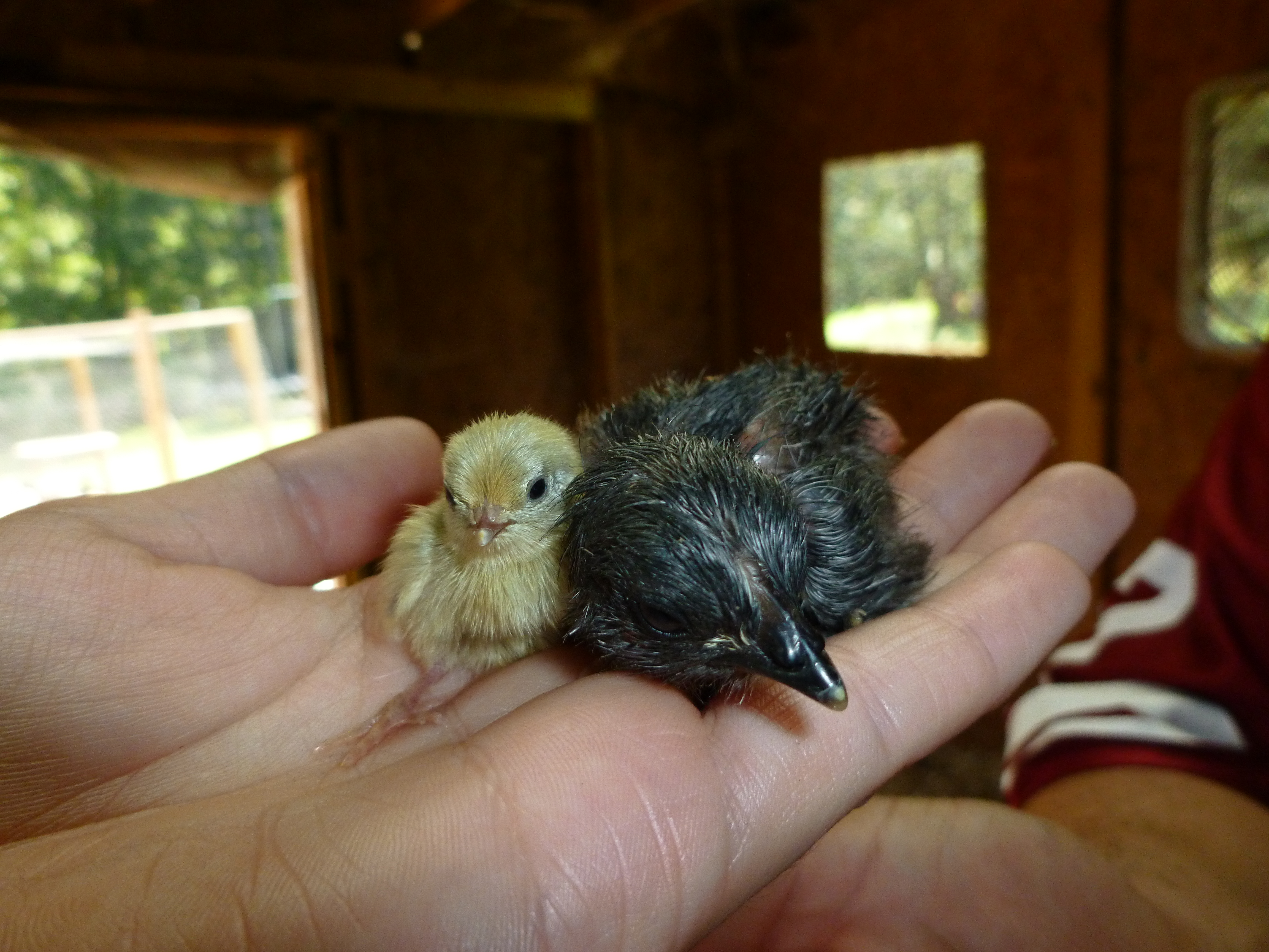 Day old button quail chick and newly hatched bantam chick