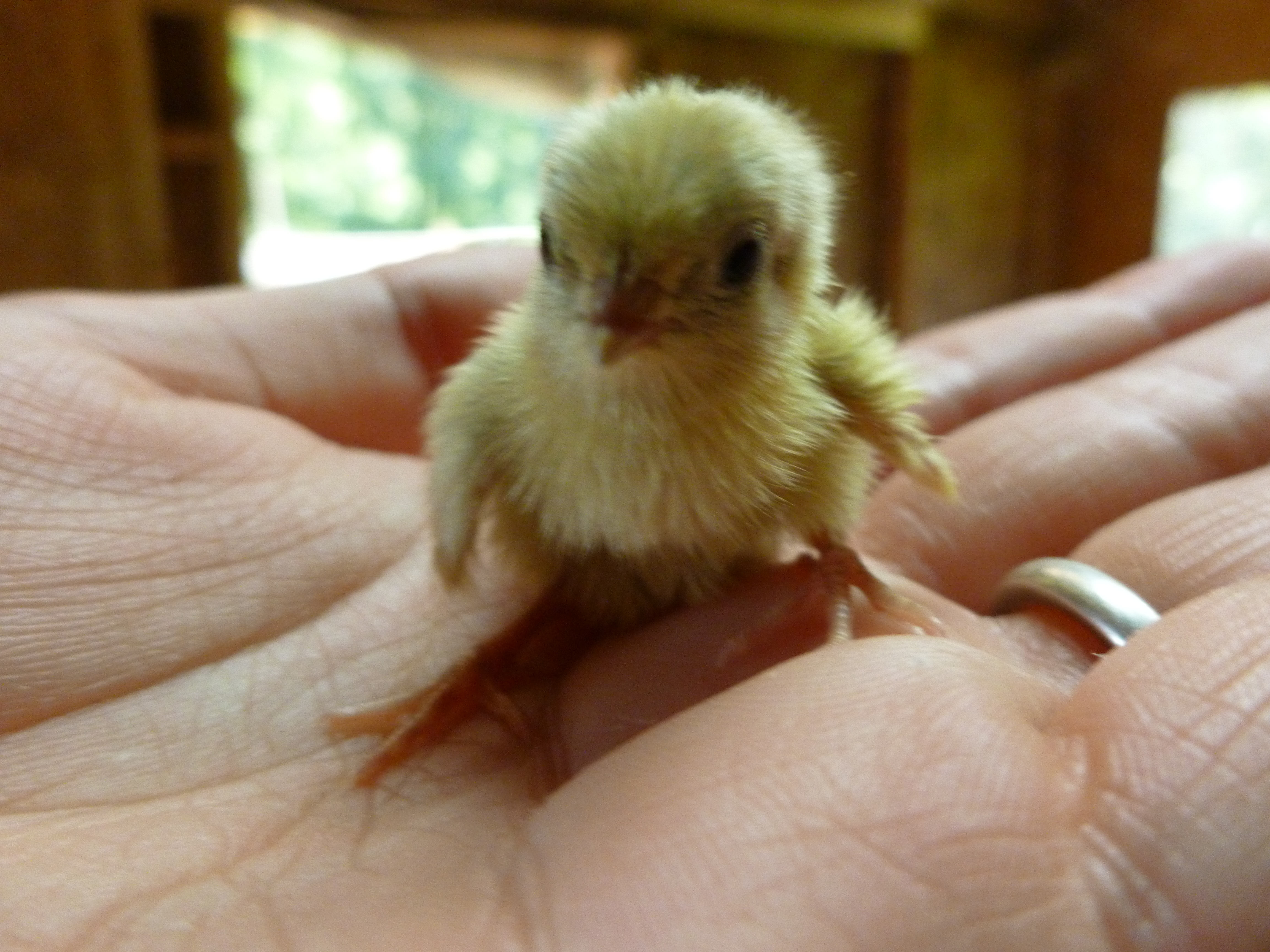 Day old button quail chick