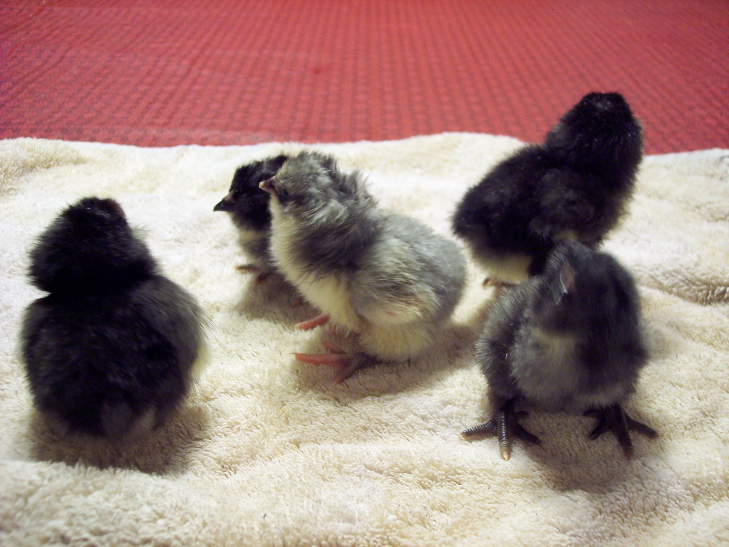 day old chicks, black and blue