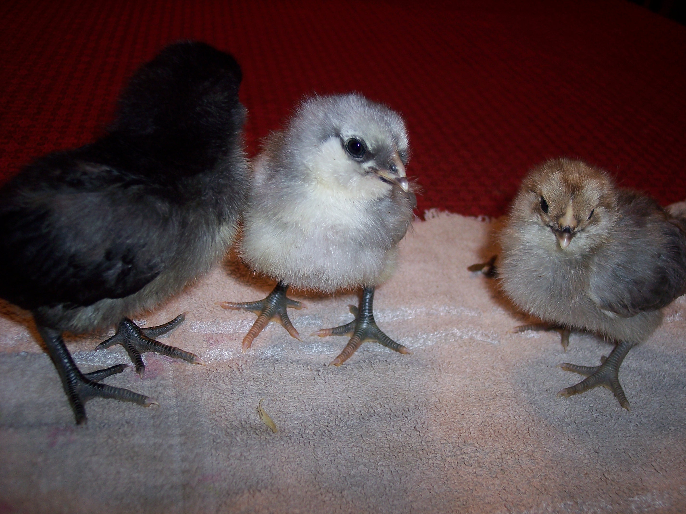 day old chicks, black and blue