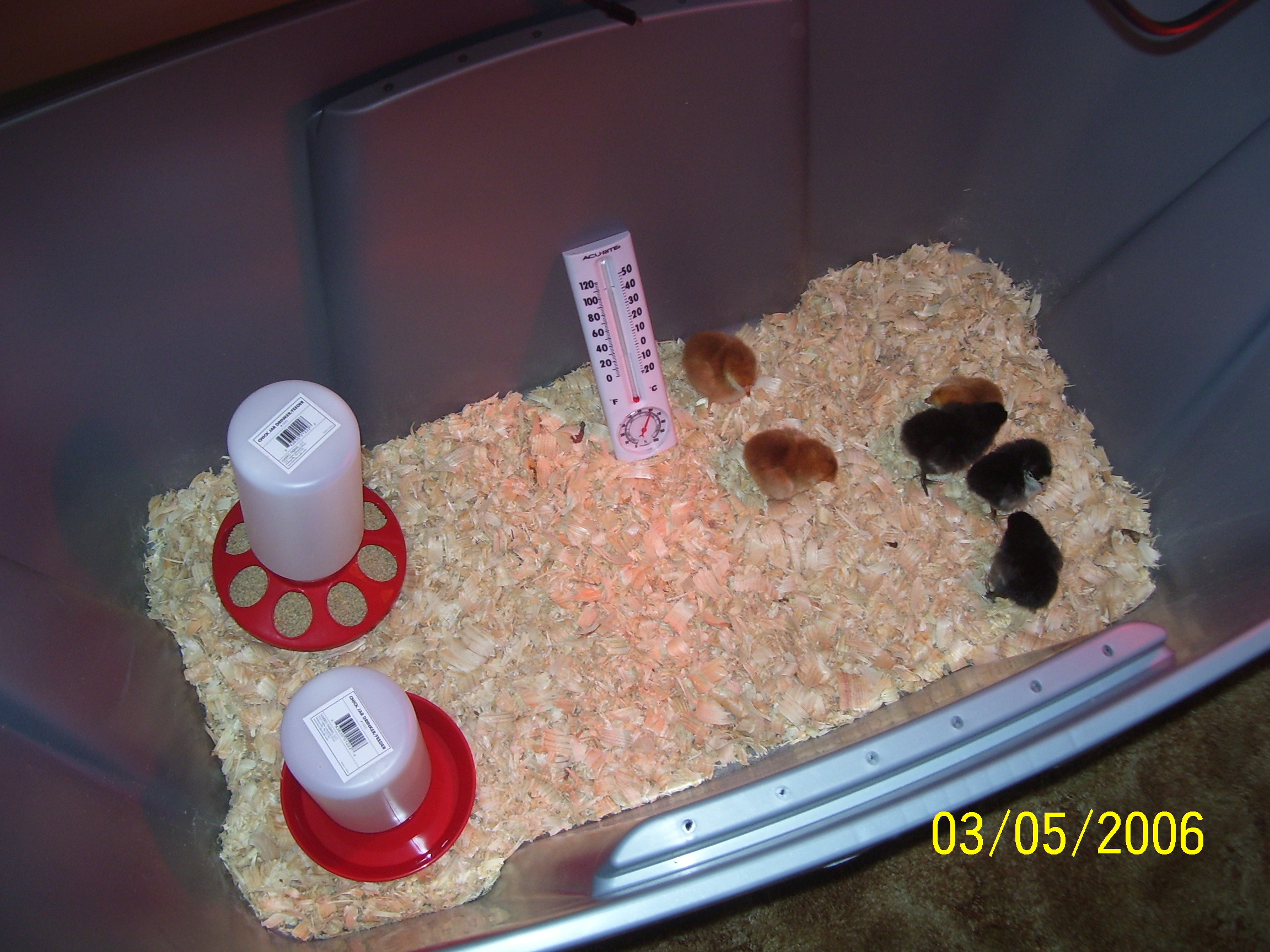 Day old chicks