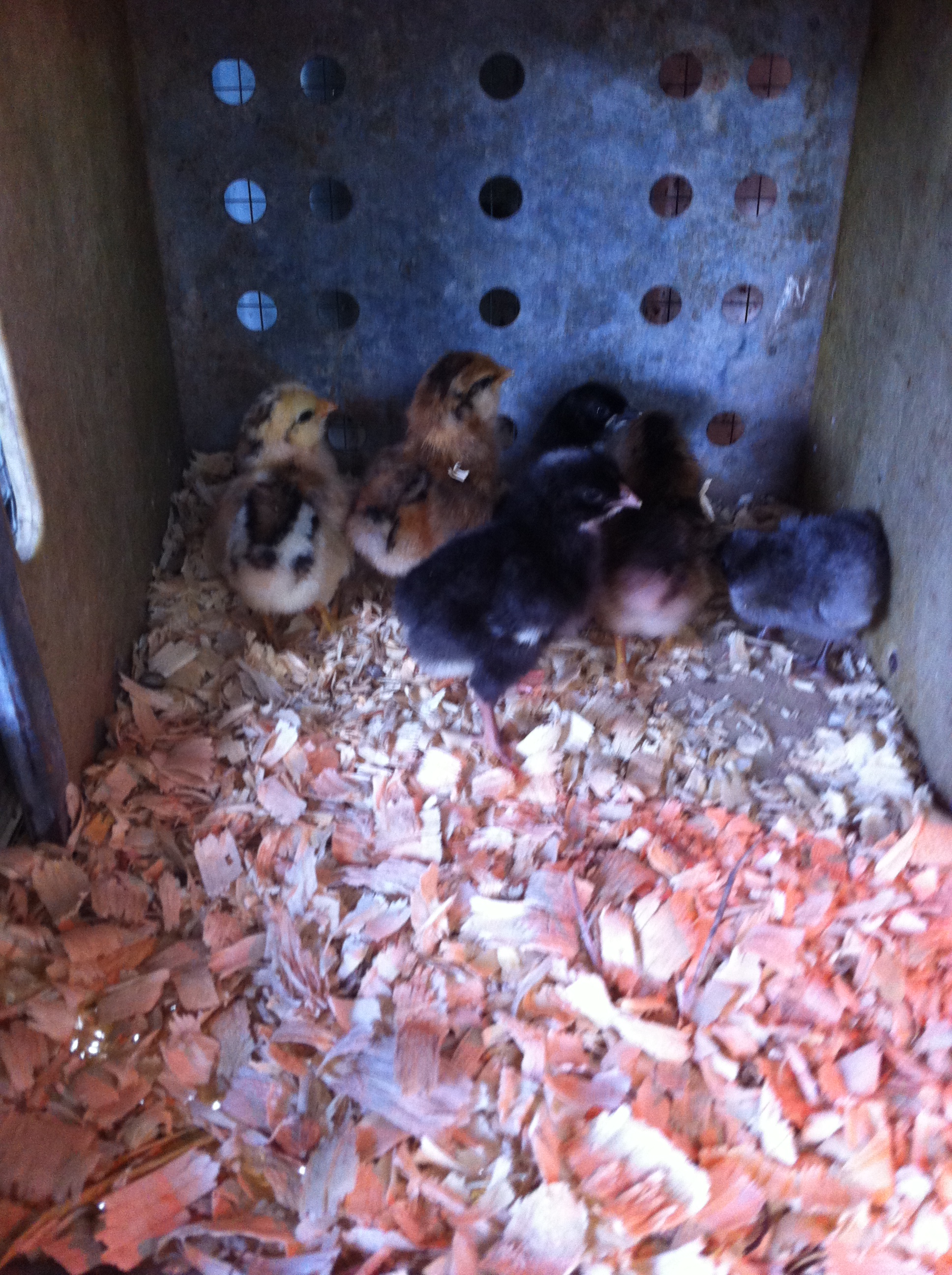 Day old chicks