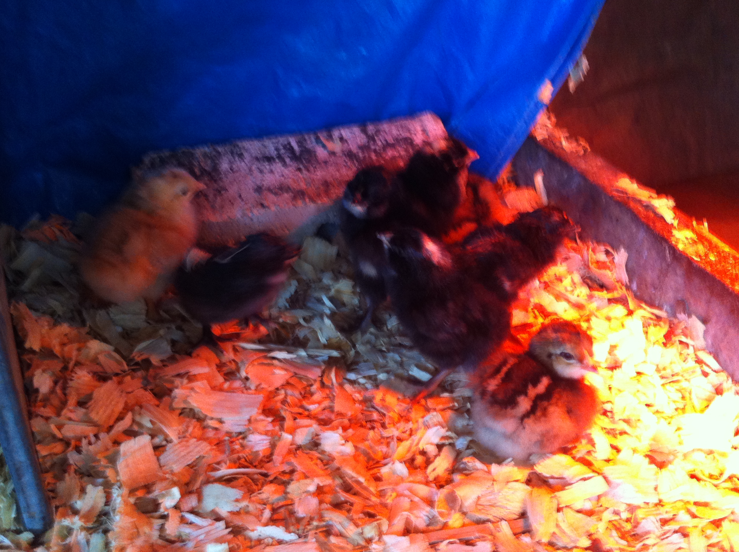 Day old chicks