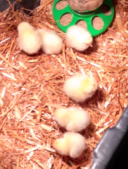 Day old chicks