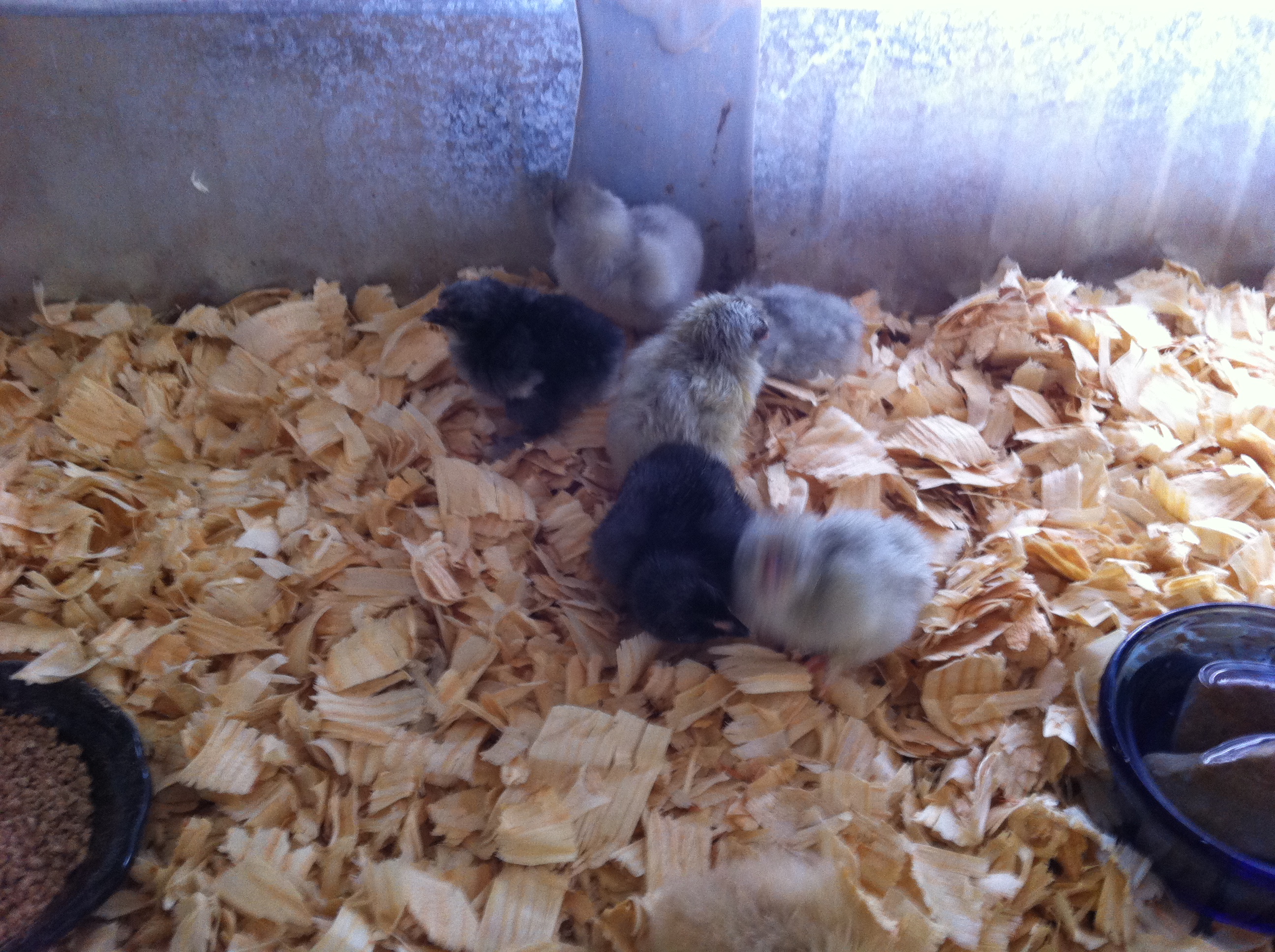 day old chicks