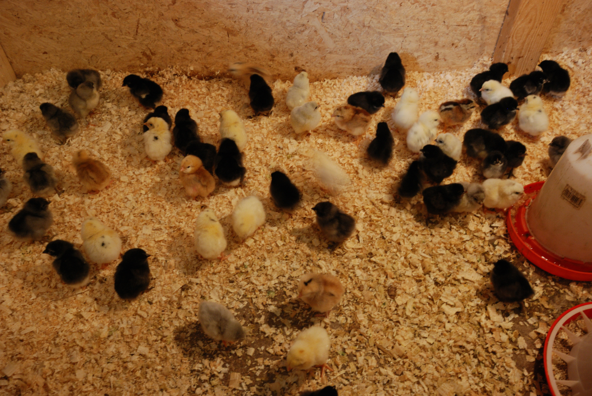 Day-old Chicks