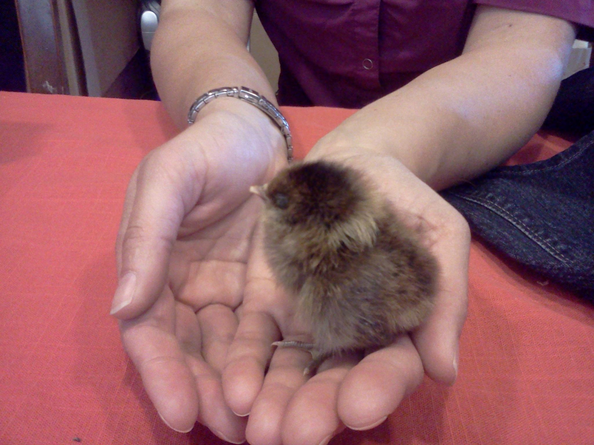 day old easter egger bantam.  Sybil.