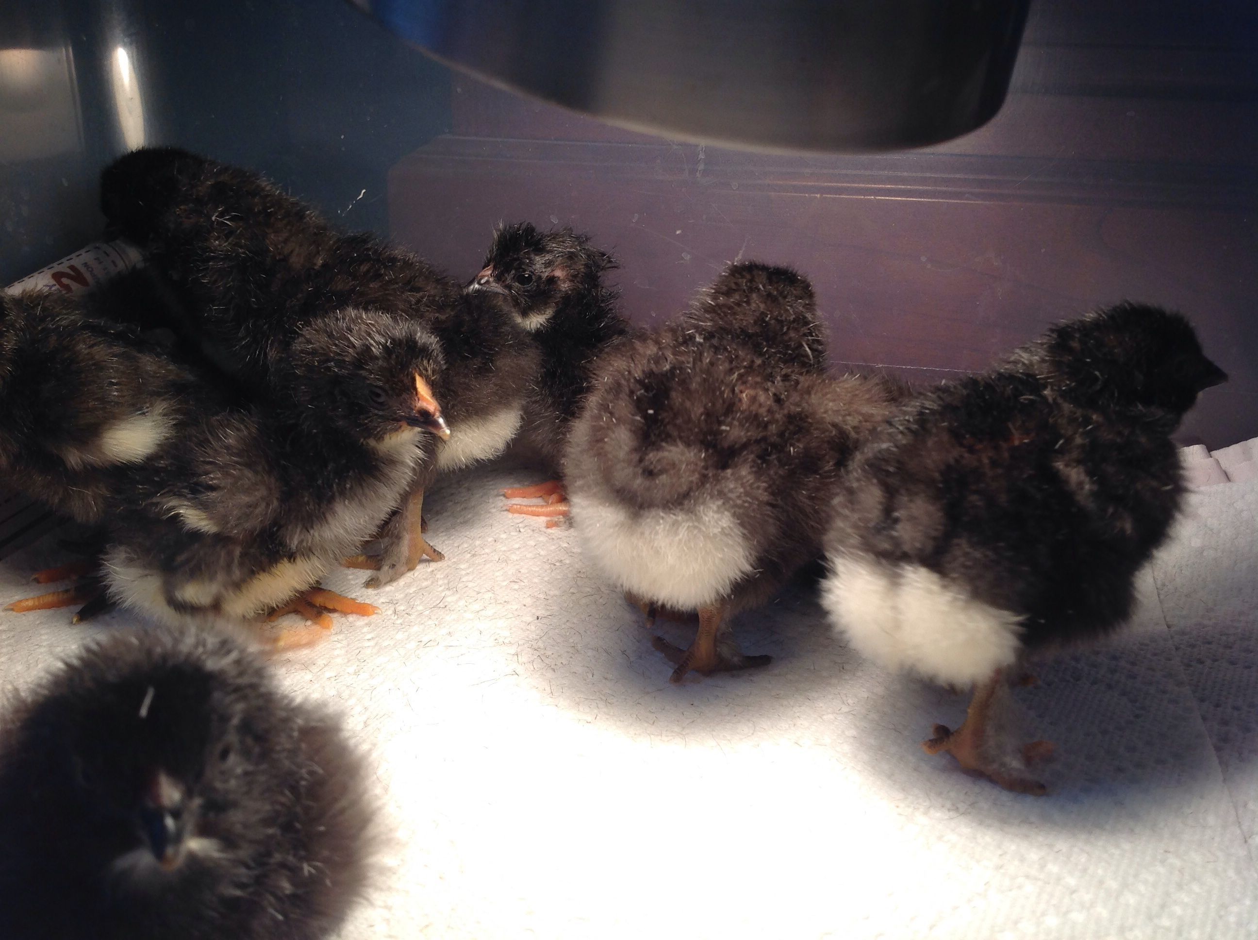 Day old French black copper marans.