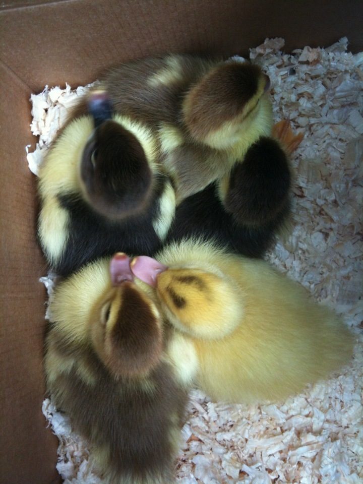 Day old Muscovy ducks