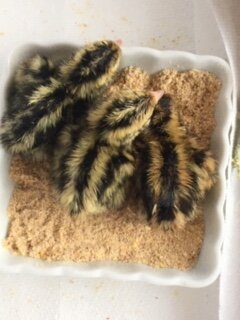 day old quail.JPG