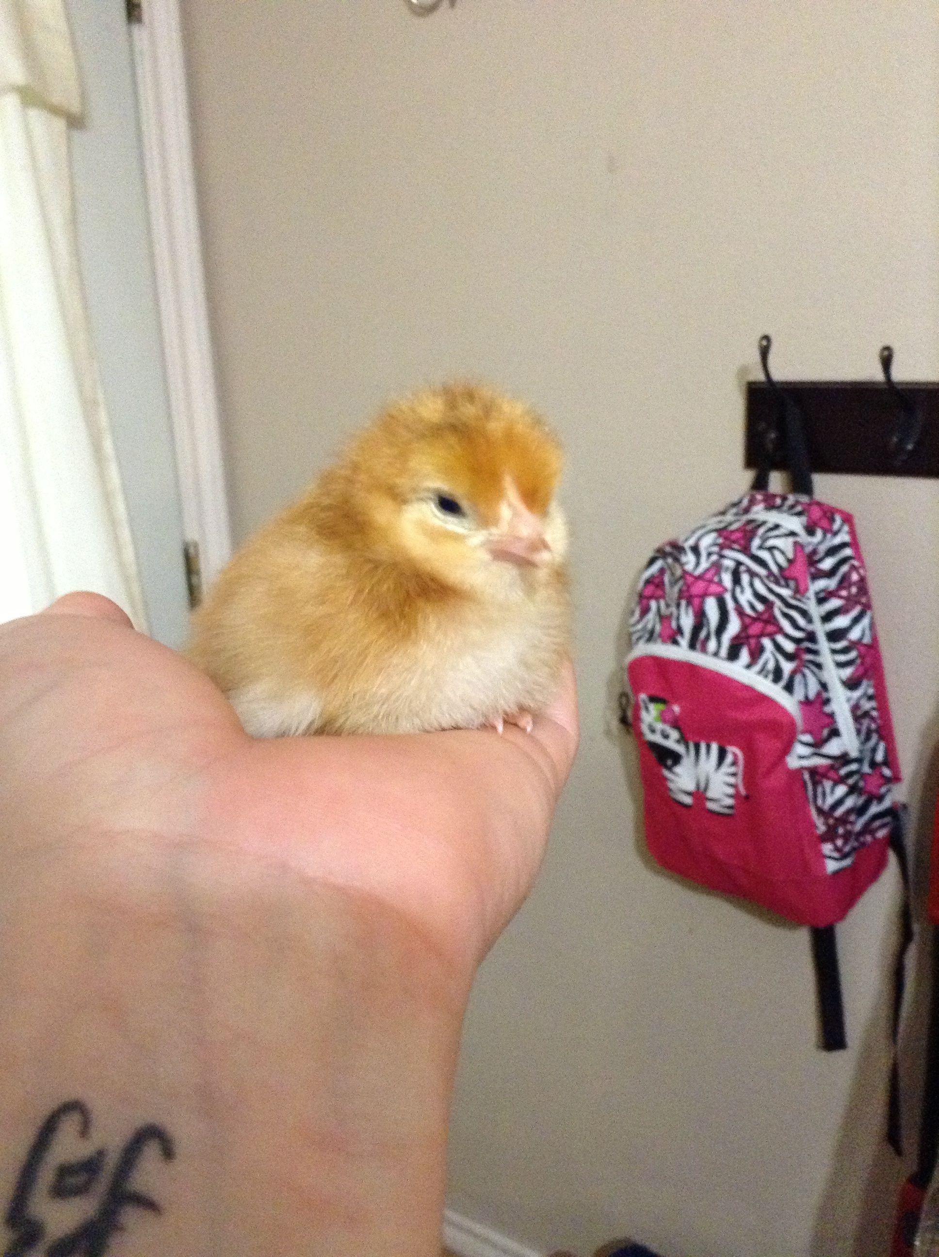 Day old Rhode Island Red