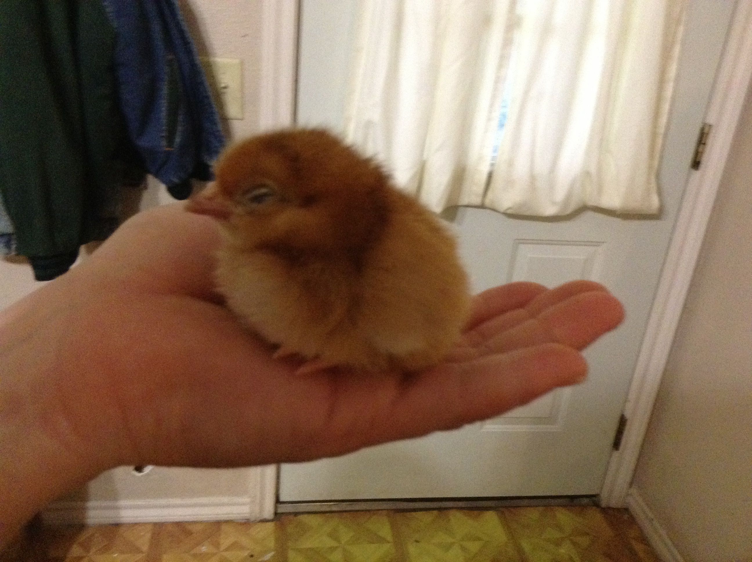 Day old Rhode Island Red.