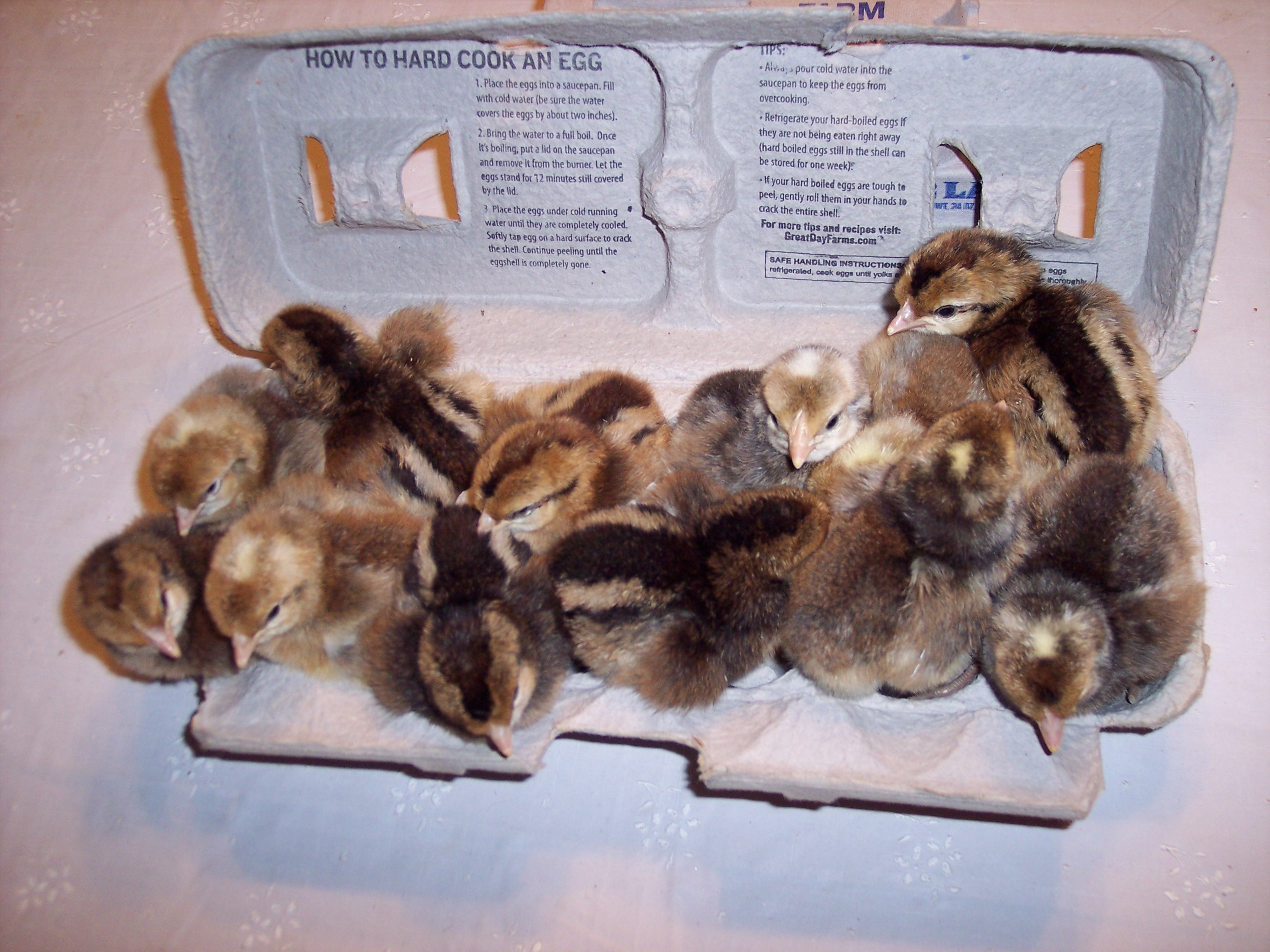 Day old set of Cream Legbar chicks, 6 males and 6 females pictured.