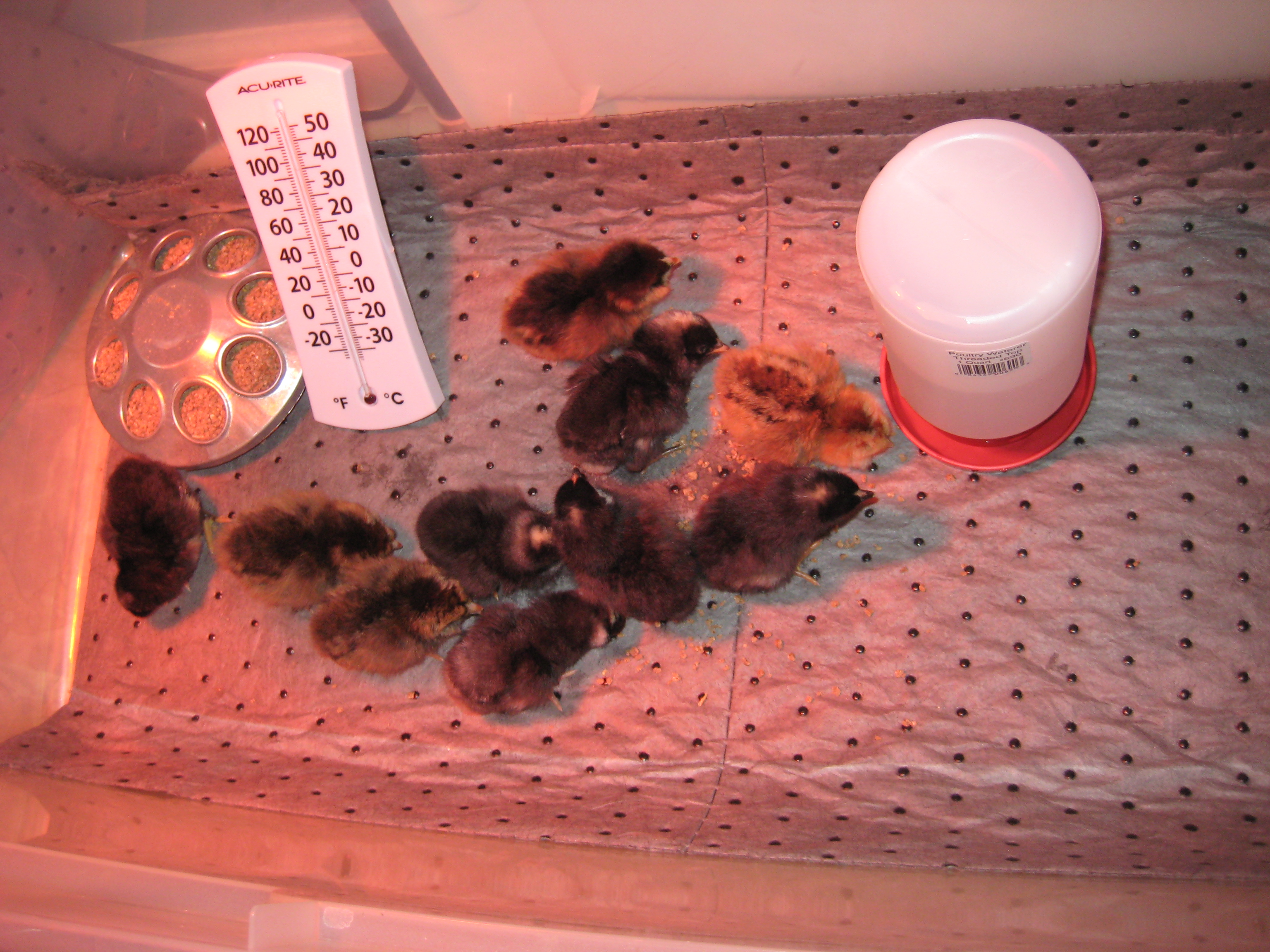 Day olds 2/29/2012