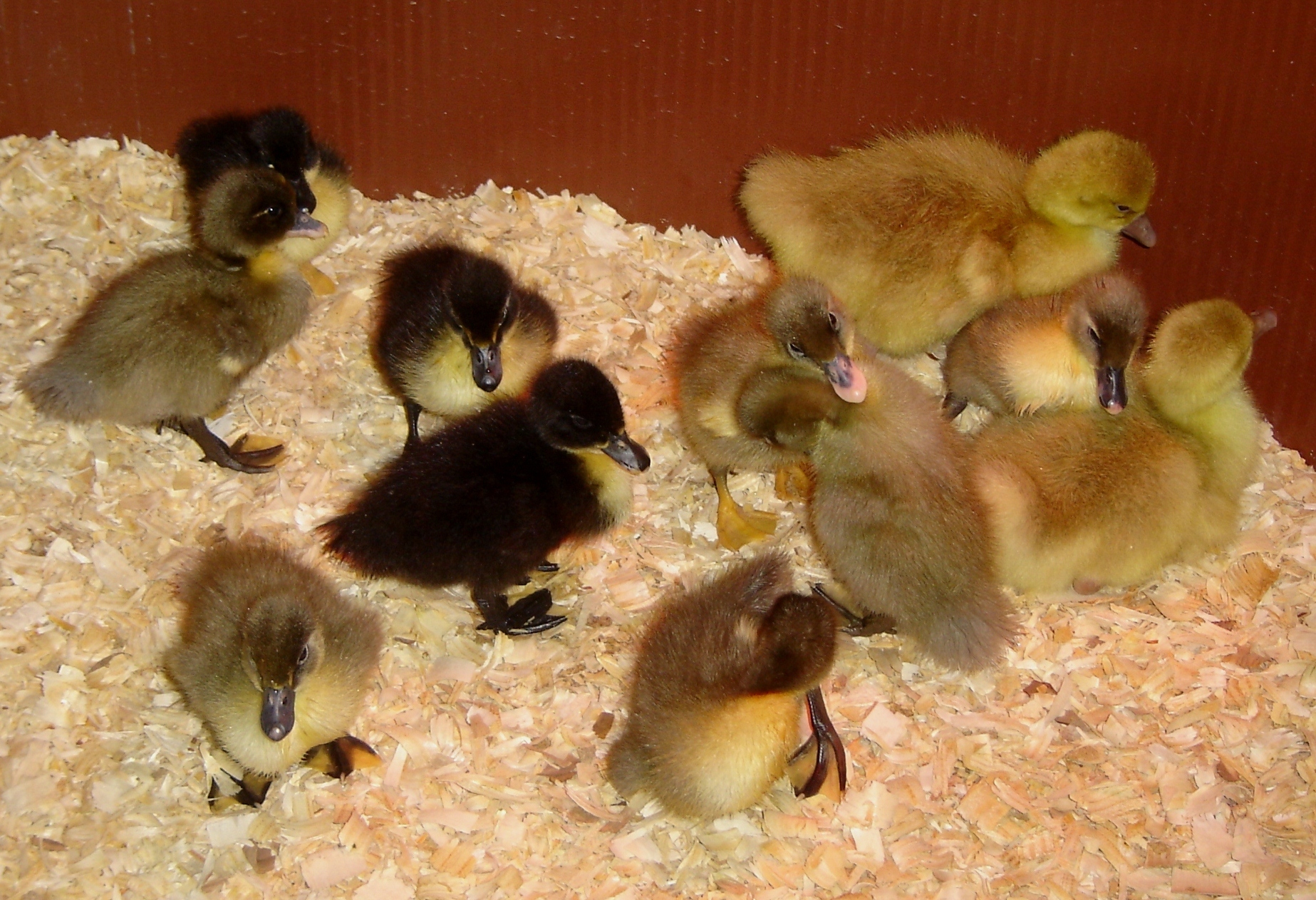 Day One. An amazed-sounding woman from the post office called at 4:30 AM saying, "Your box is peeping and there are little bills sticking out of the holes!" We rushed down to pick them up, then rushed home to put them into the waiting brooder. To our  tremendous relief they all seemed fine. There were six Blue Swedish, three Black Swedish, and two American Buff goslings. They'd had a long journey from Metzer Farms in California to central Iowa.