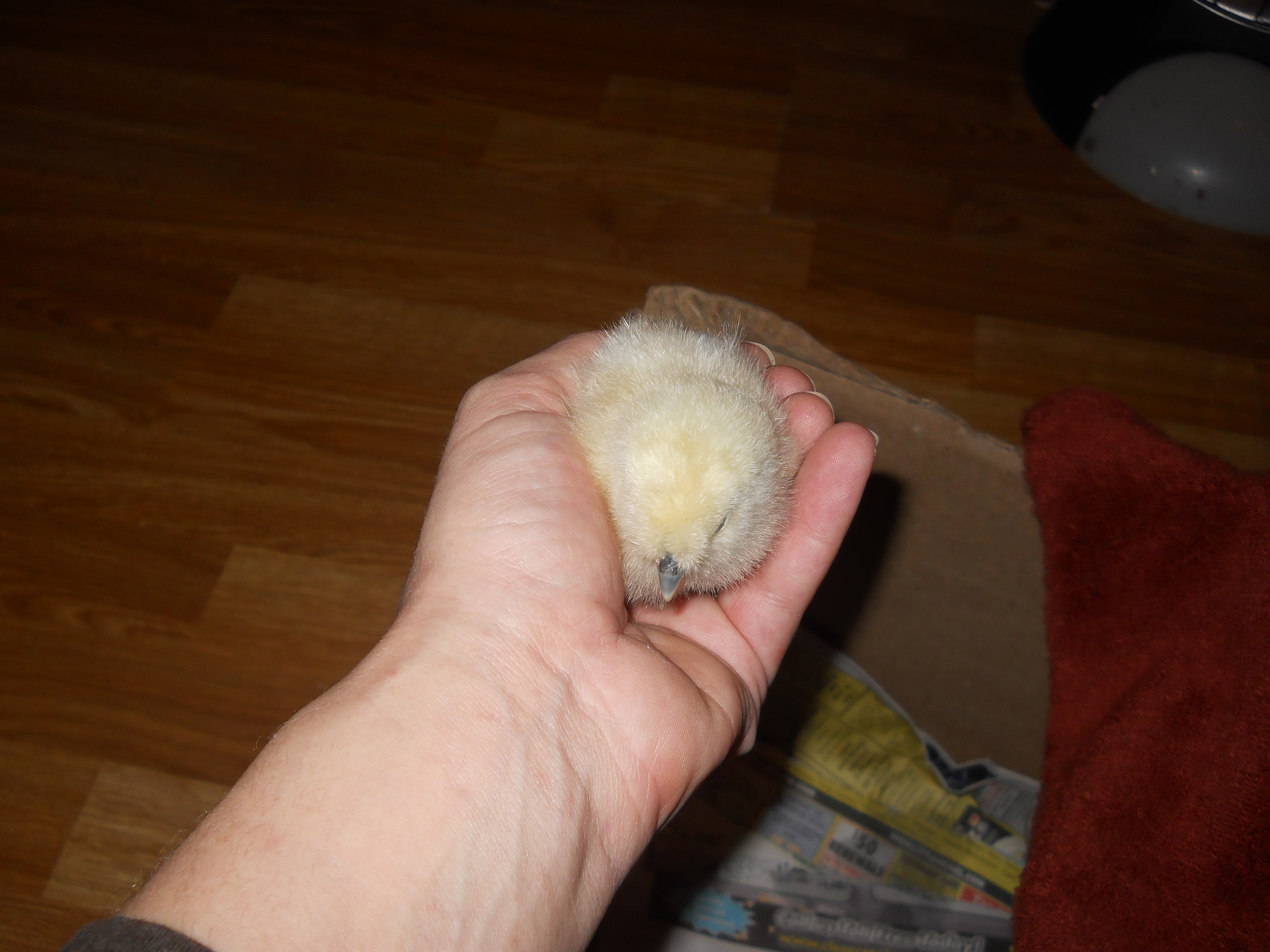 Day one at home on 3/9/2012 .. Hatched on 3/6/2012 and Purchased from Del's in Port Orchard Washington.. This banty looks like a little fluffball... It is a white Silkie..