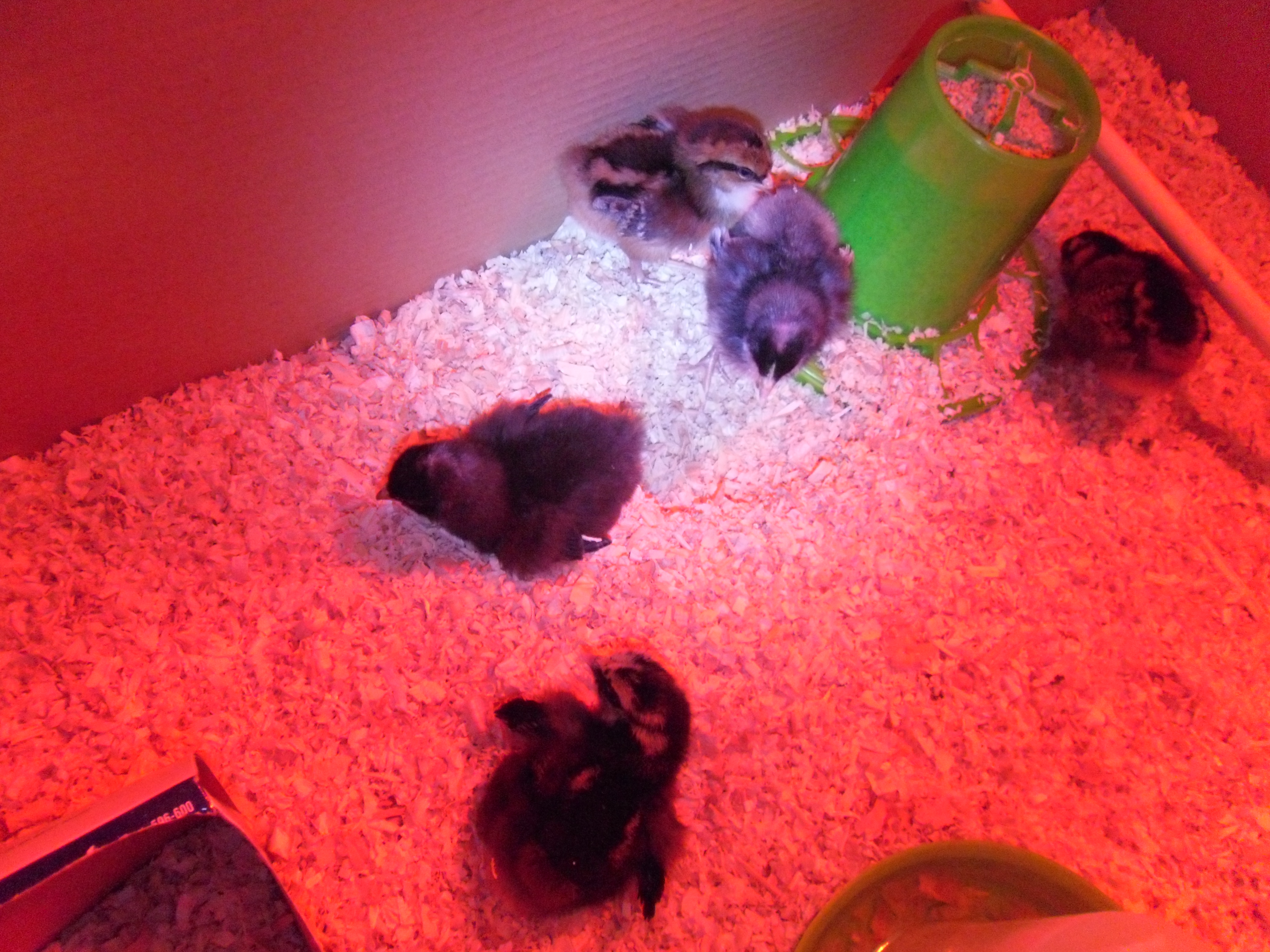 Day One!  
Delicious is loud and friendly.
The Speckled Sussex sleeps the most.