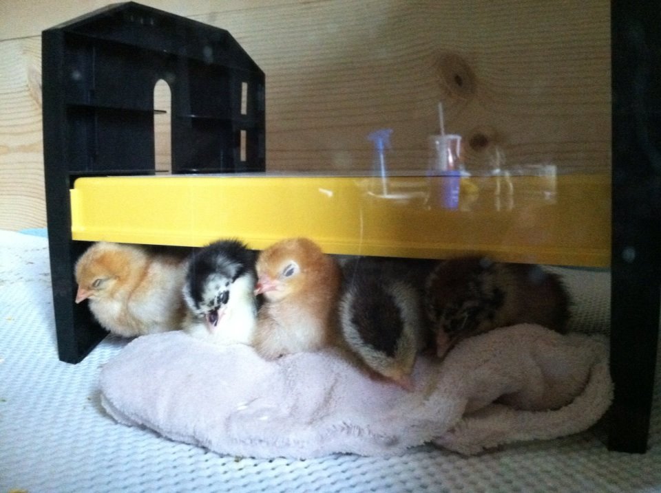 Day two, all snuggled up under the warmer.  Amelia, Morgaine, the Buckeye, Victoria, Clara and Baby was behind.