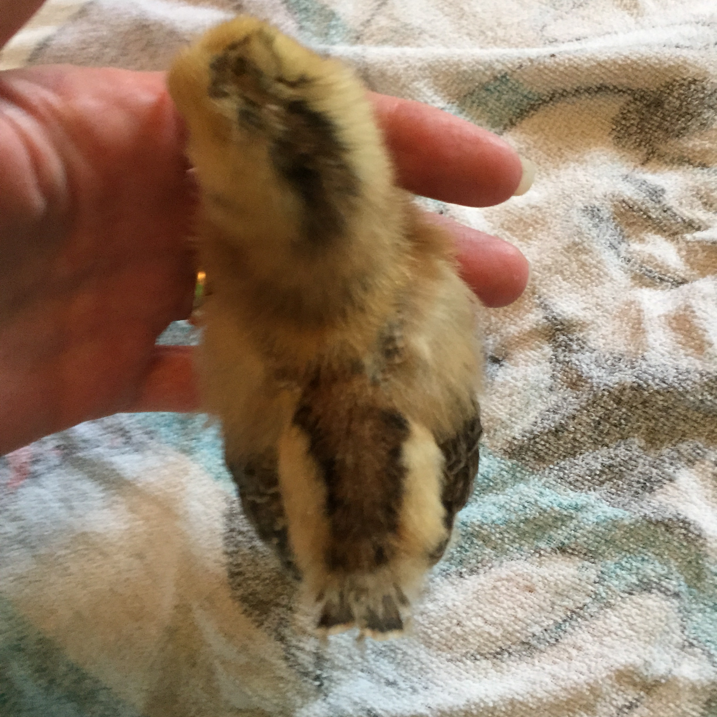 days old EE/yellow