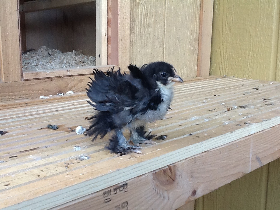 Dazzle a Frizzle pullet.