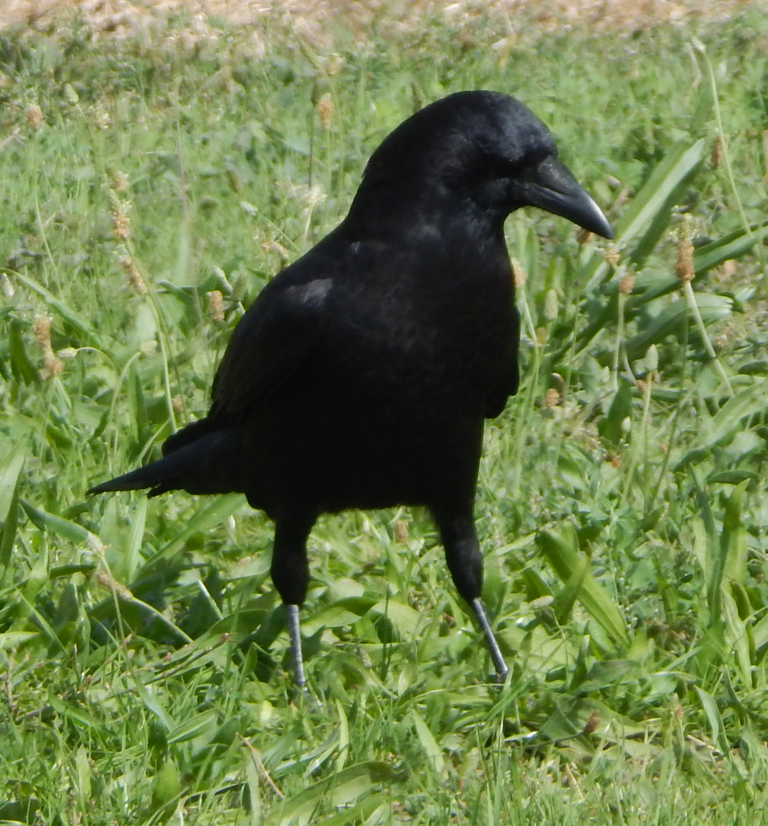 Dcropped_SCN3084