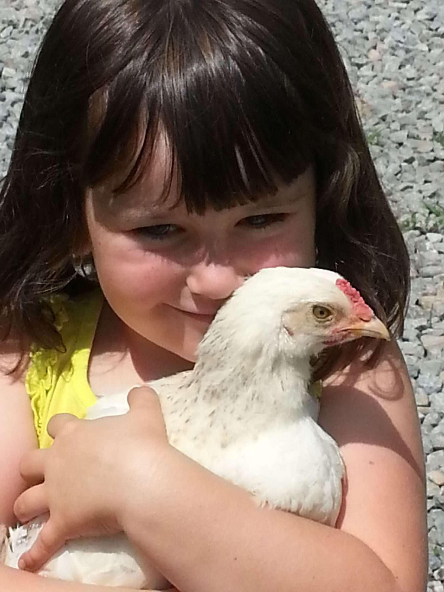 DD with Scoop, who has turned out to be a beautiful roo. He is a mix of Buff Orpington and Brahma.