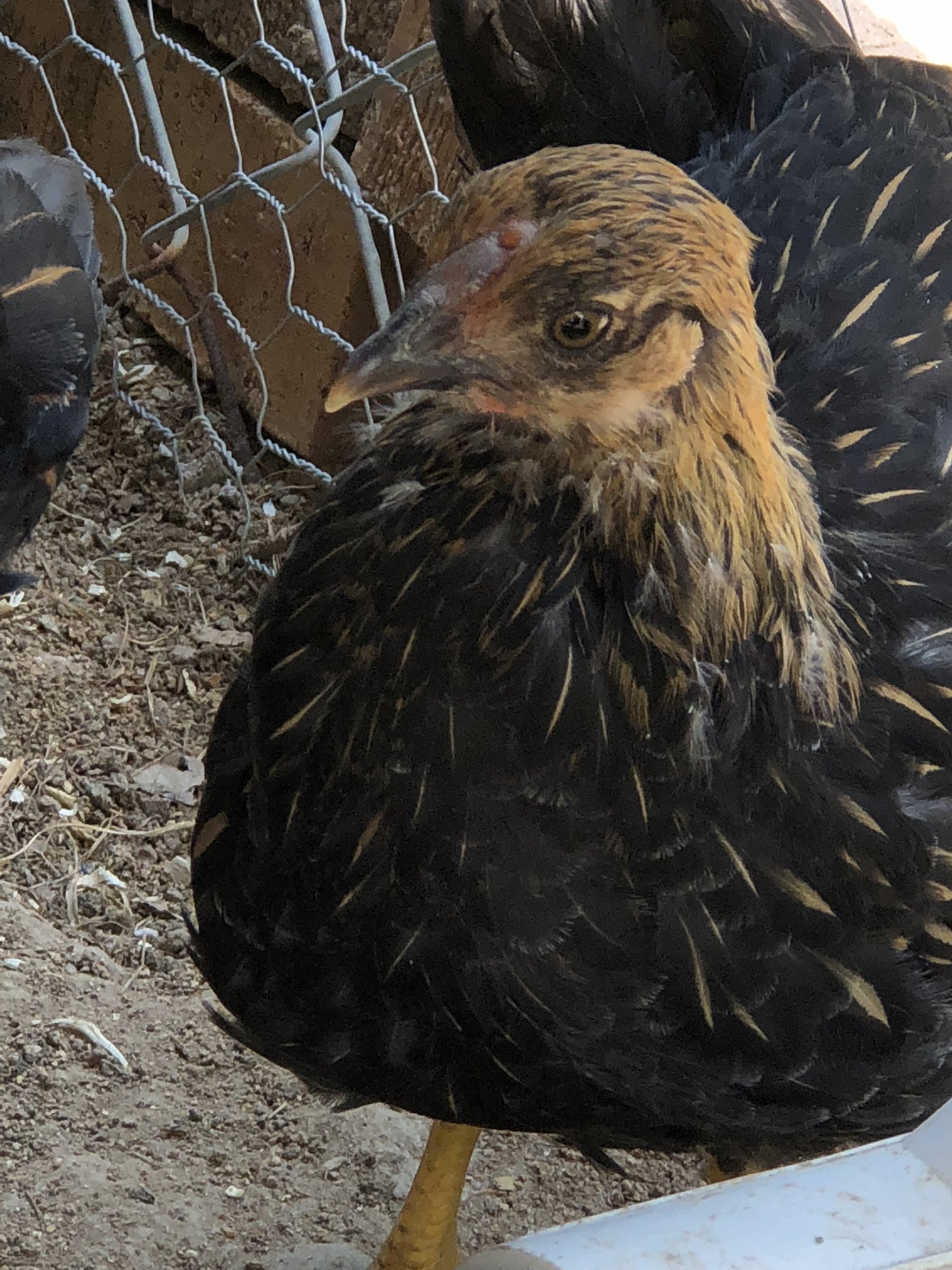 DE7CCED4-CF8B-4214-96BA-E167516BFB73