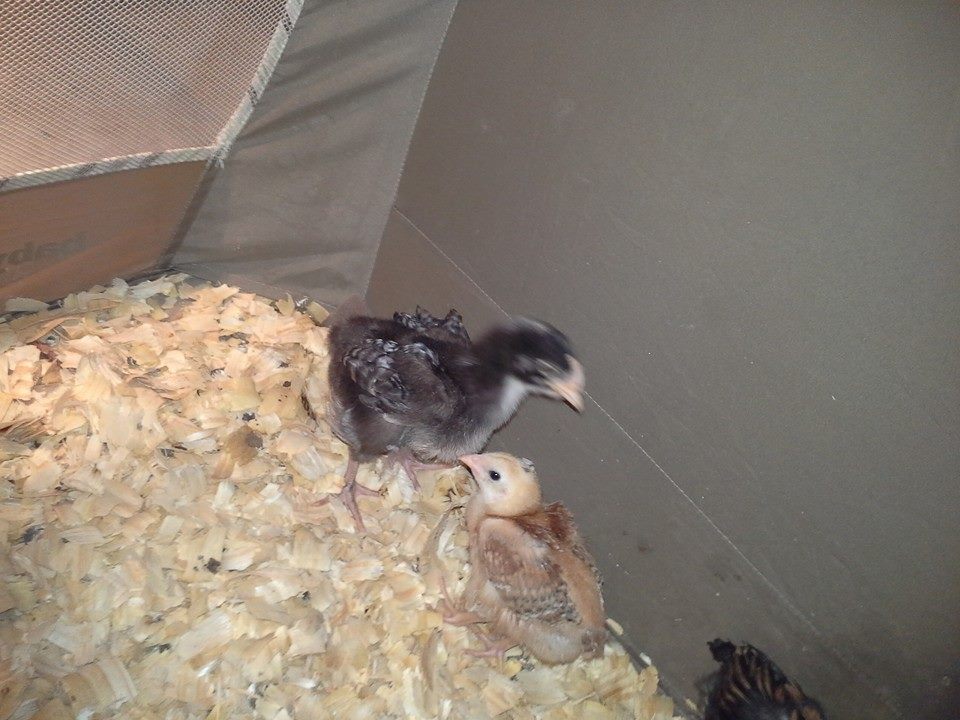 Dead center of picture is my only other Crele English Orpington mixed with Cuckoo English. Havent named her as of yet.