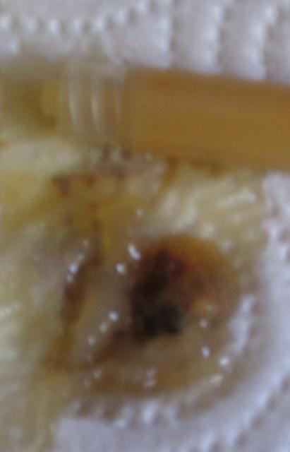 Dead embryo on arrival out of shipped egg from cc.