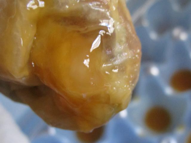Dead embryo on arrival out of shipped egg from chookschick.