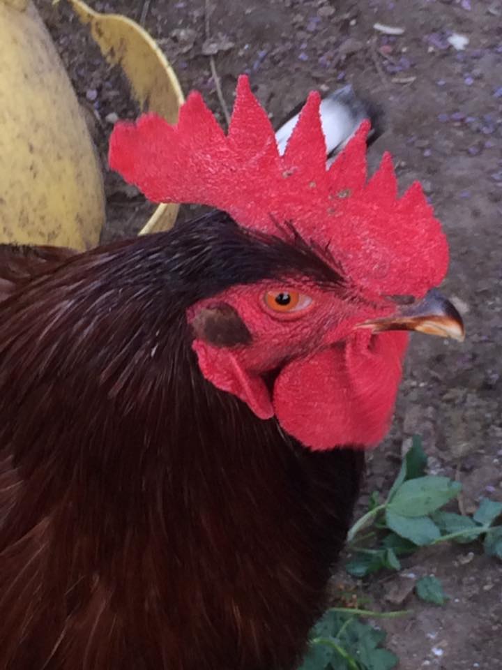 Deadpool does not find me funny.