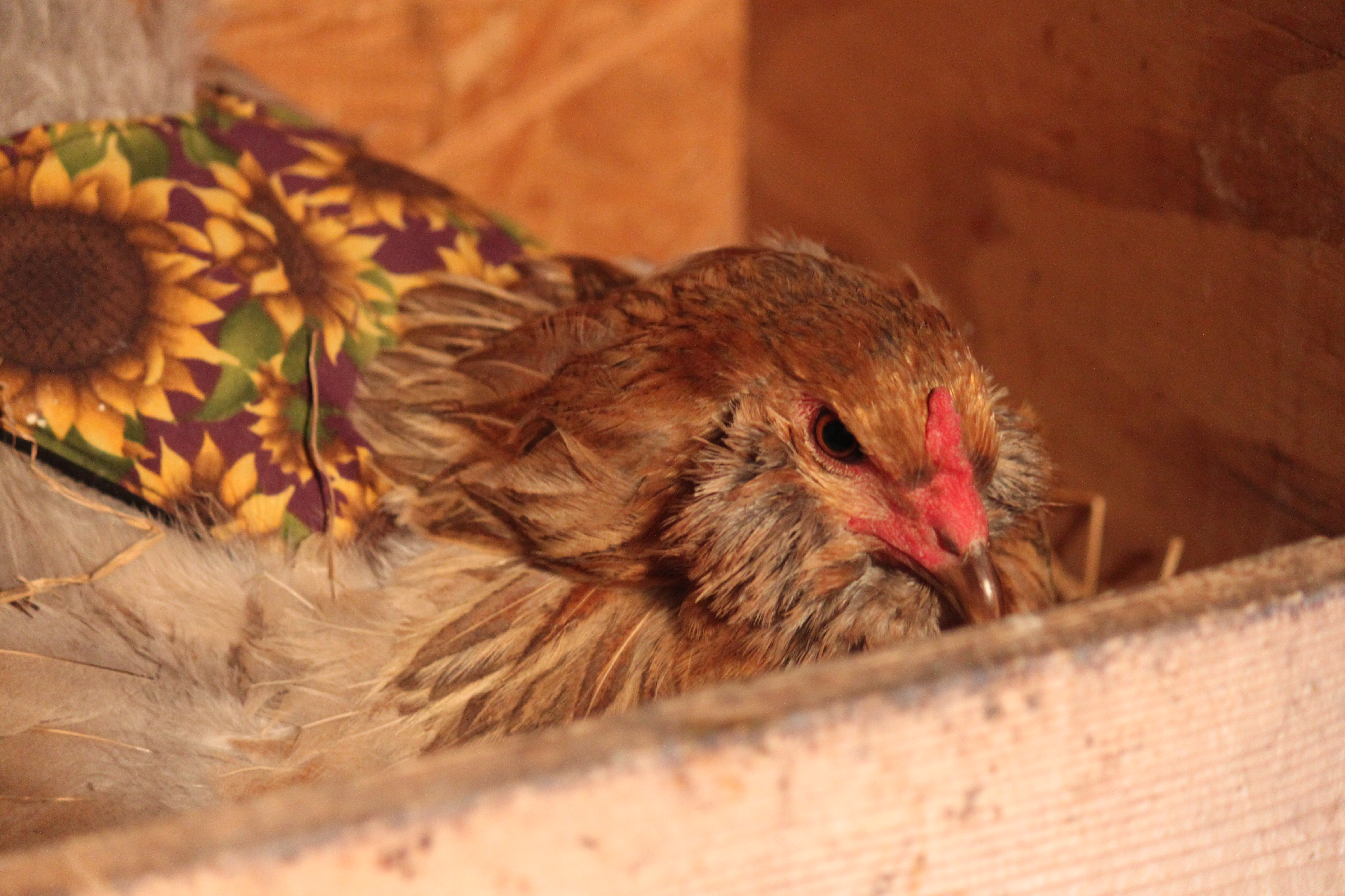 Deathstare bye Chipmunk.  Contrary to her ferocious expression, she is actually very docile if I need to move her in this state.  She's such a good chicken.