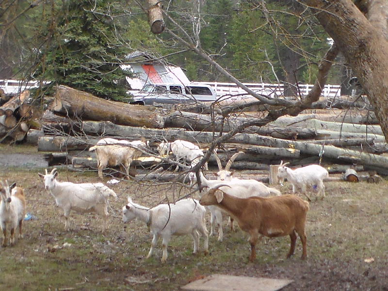 Debarking system