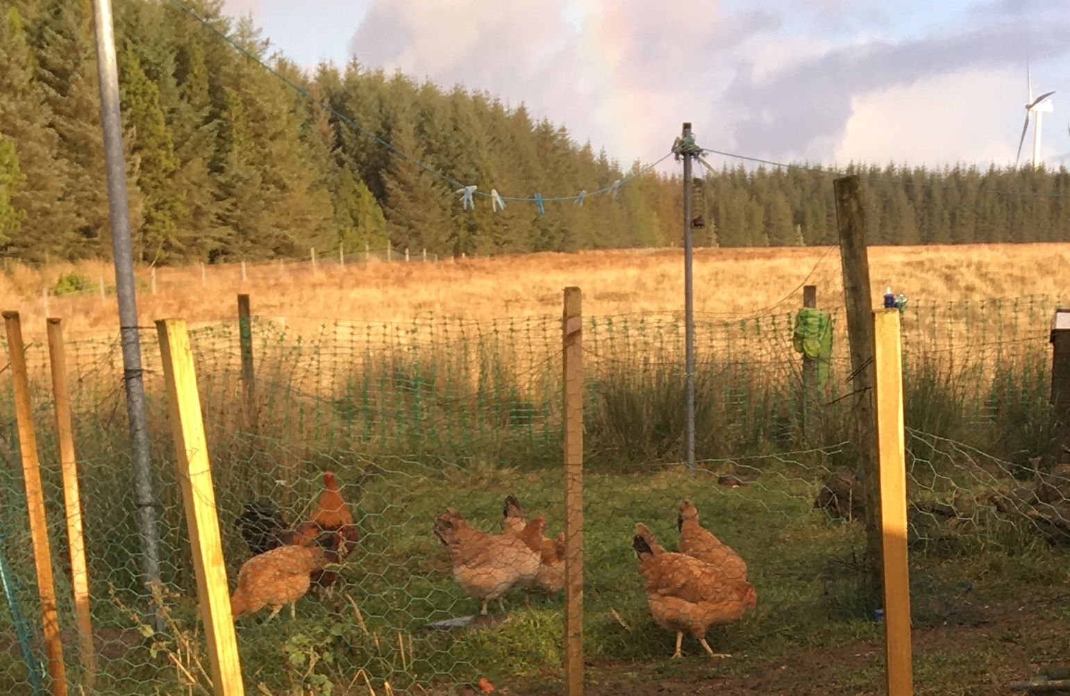dec 1 marsh daistys and raindow.jpg