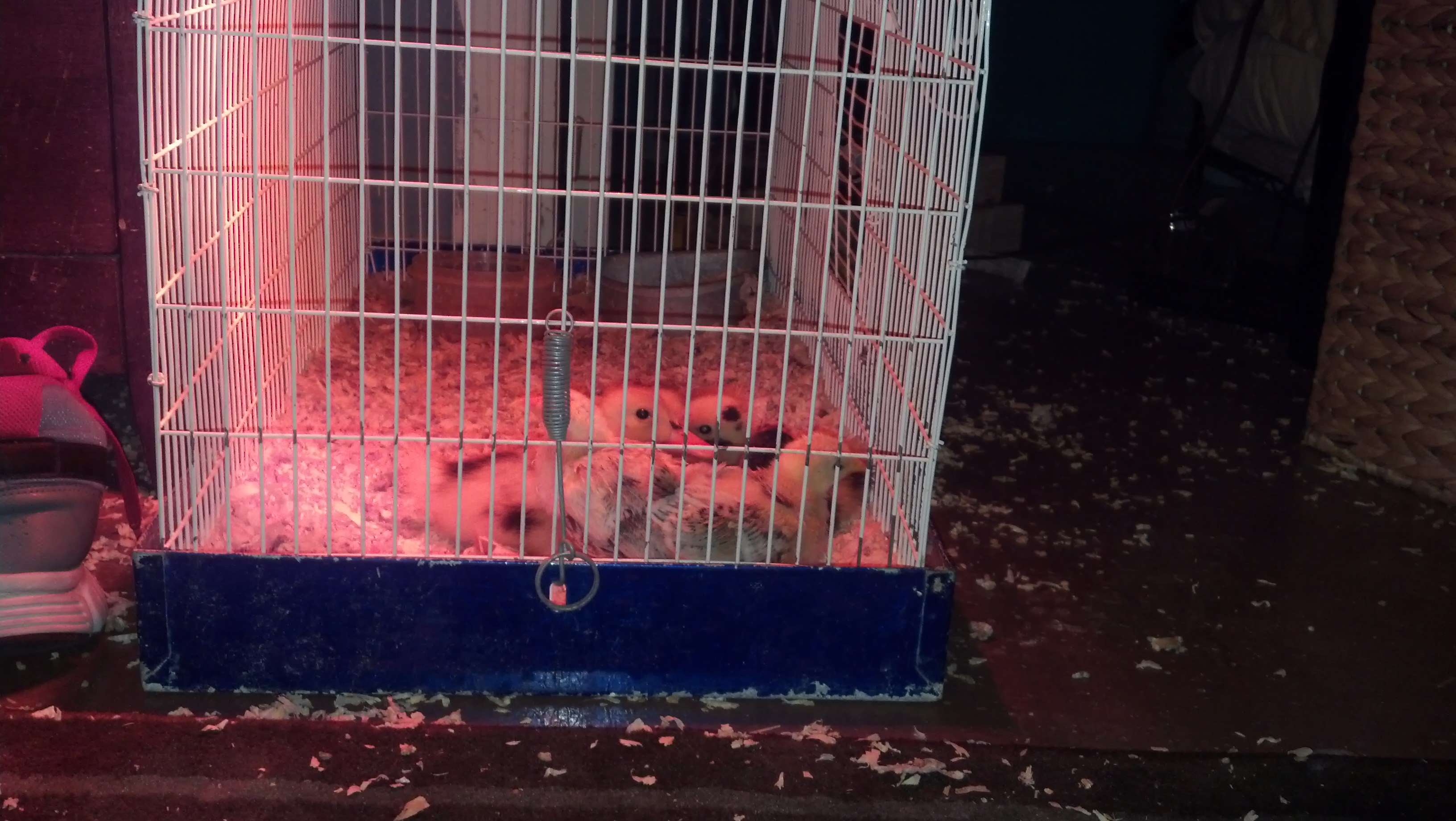 Dec 14&21 hatch, and ducklings
