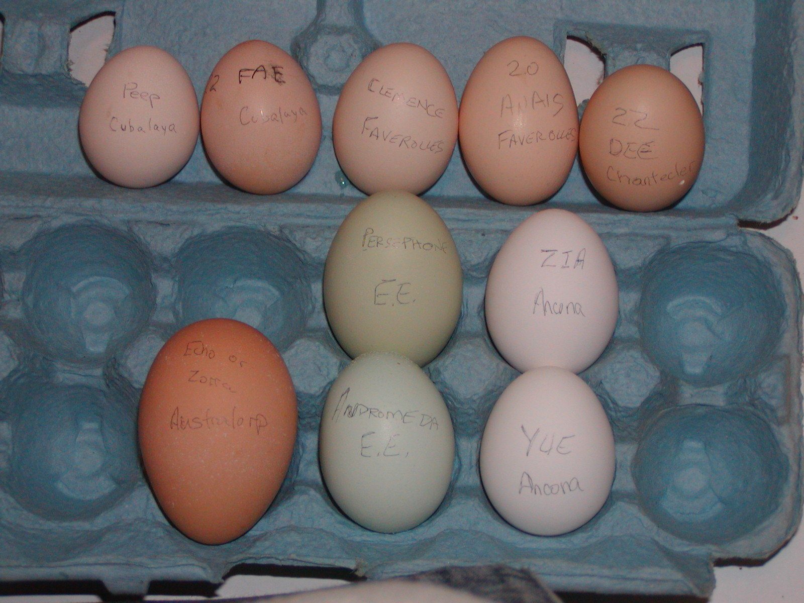 Dec 22, 2012 eggs - labeled by hen and breed
