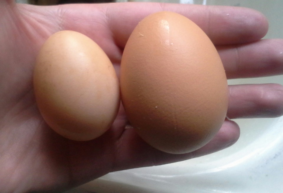 Dec. 22, 2015.  Today I found the little egg in the other chicken coop.  It's the first egg laid by my second flock of chickens, a black star if I'm correct. She is 6 months and 10 days old.  (the other egg is from my older red star).  I'm so proud!!