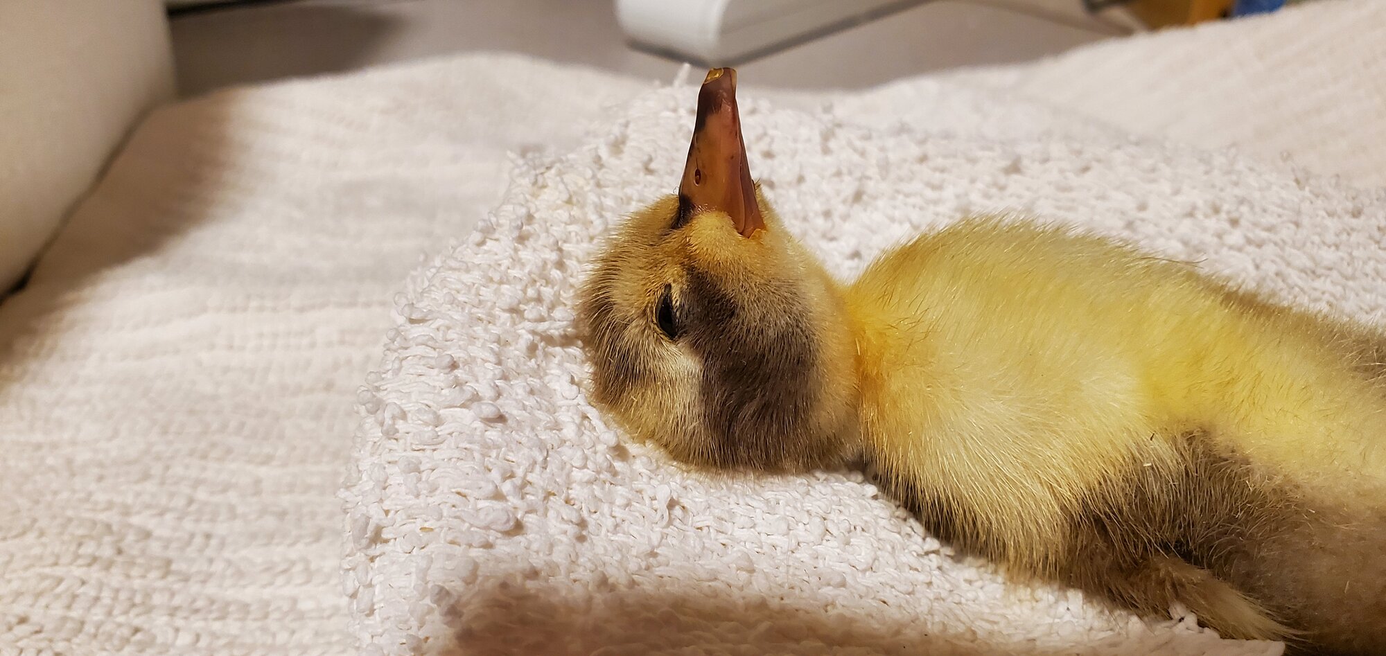 Deceased Duckling