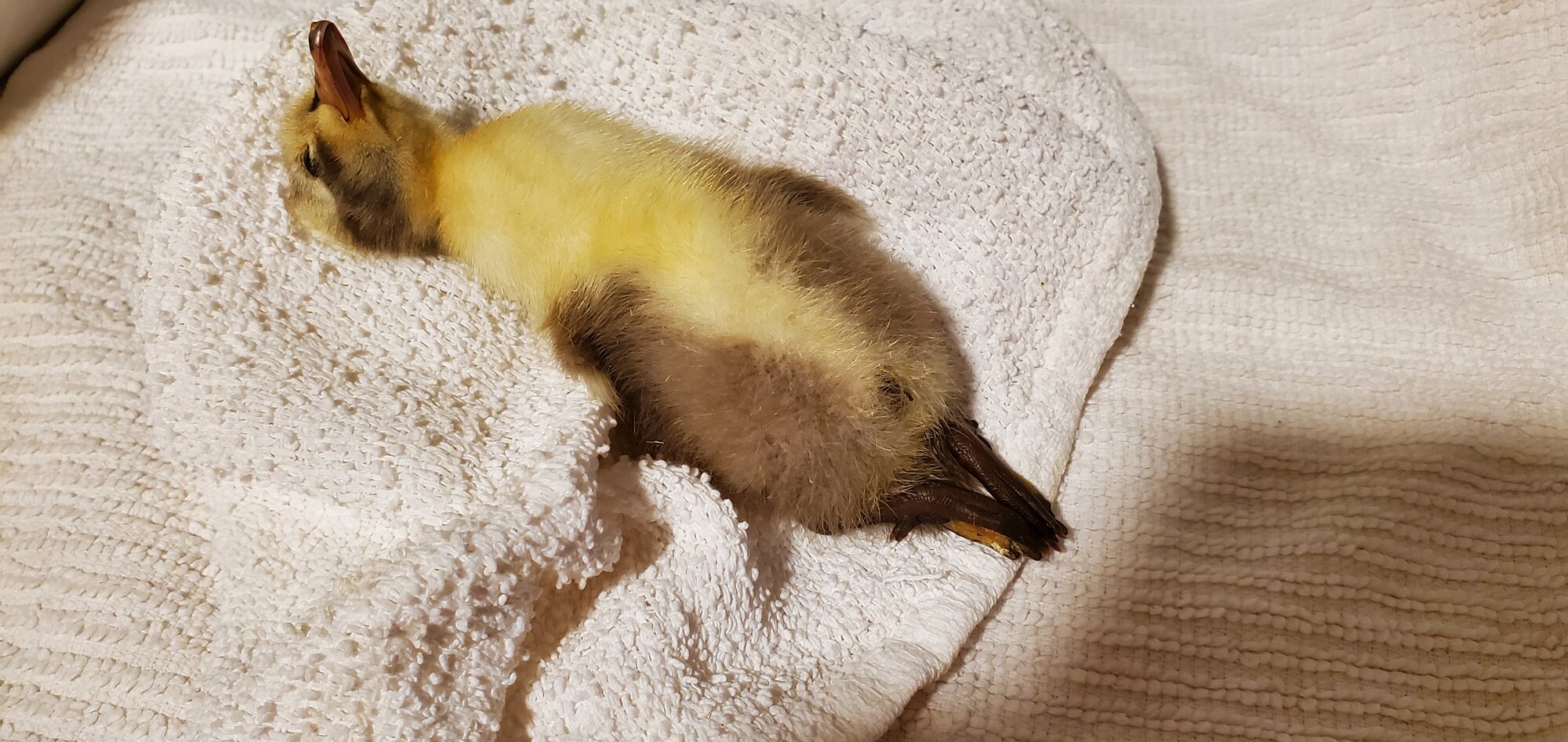 Deceased Duckling