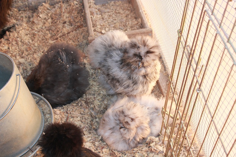 December 29th 2012

all dug down in the bedding