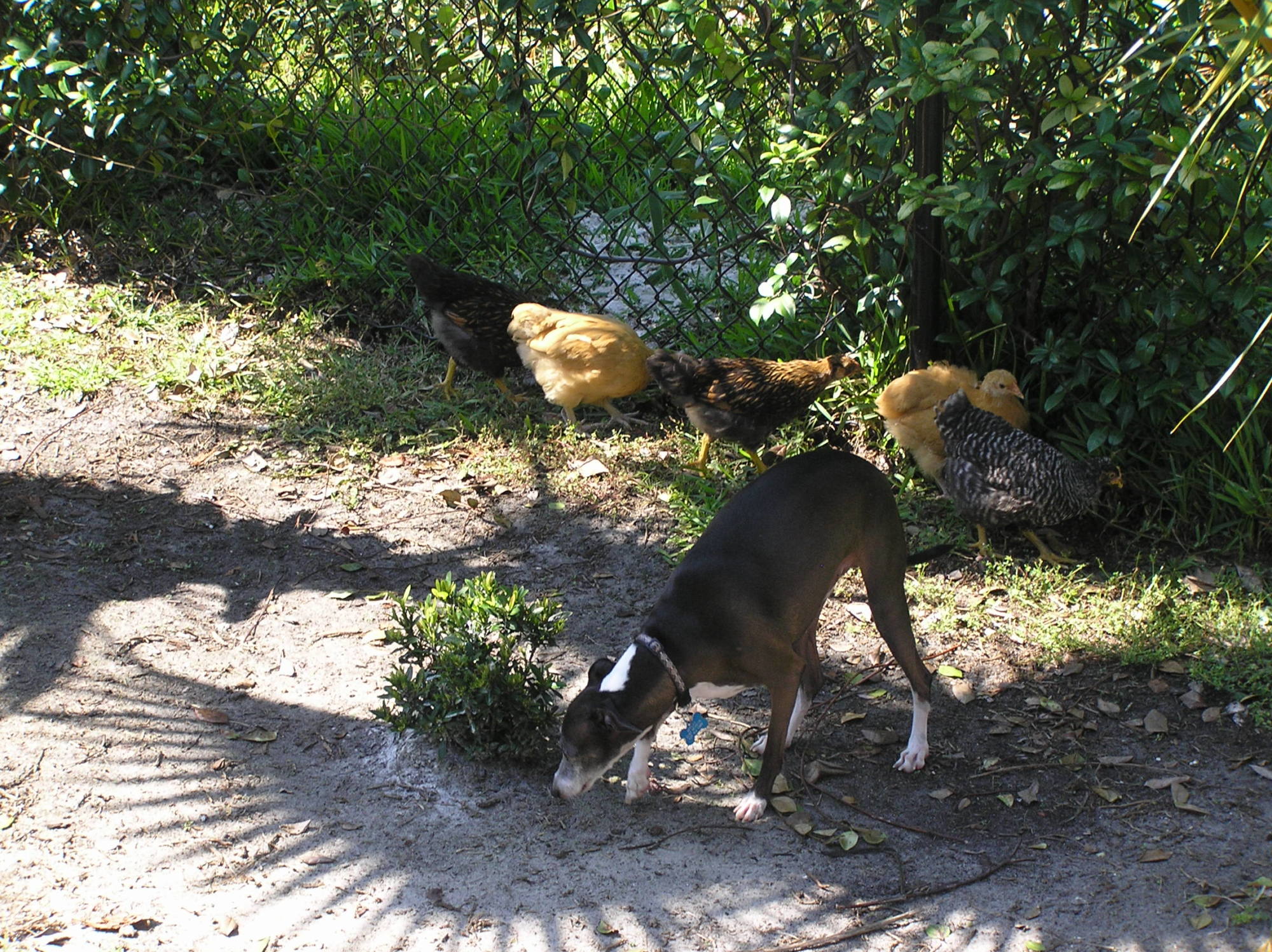 Declan's learning to share is backyard