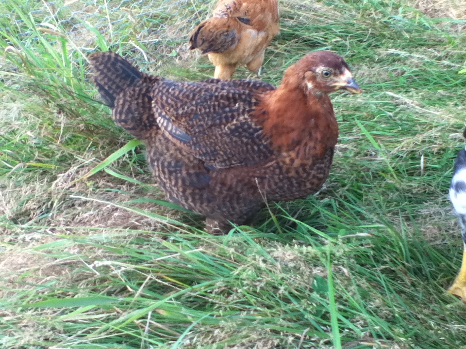 Dee - Partridge Chantecler