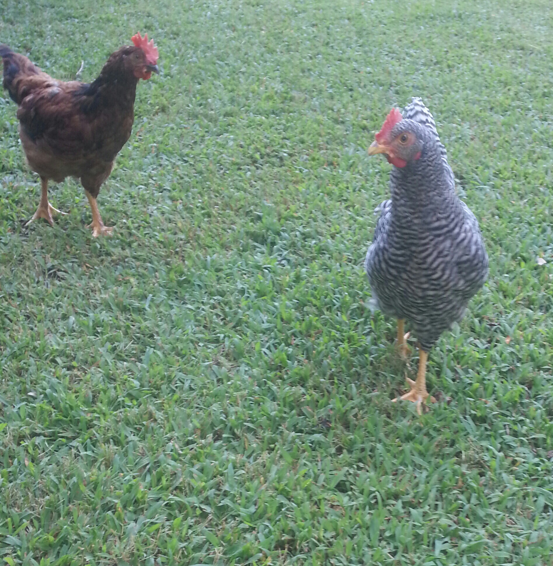 Dee & Pica