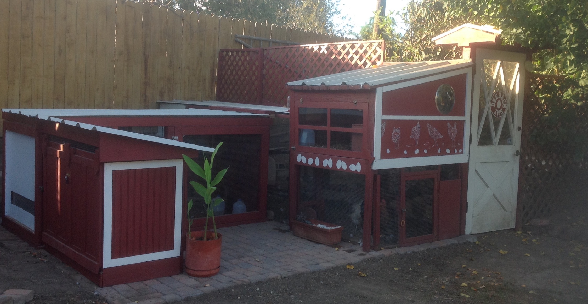 Deedee's Inn today, Nov 2 2015, after a year and a half of fun construction! The five 3-mo-old chickens (four pullets and one accidental cockerel) sleep in the 2x4 coop on the left, and the four older hens sleep in the bigger 4x4 coop on the right. They share 80 sq. ft of enclosed run space plus a fenced-in chicken yard. I am curious to see if the younger ones will eventually try to move into the bigger coop with the older ones!