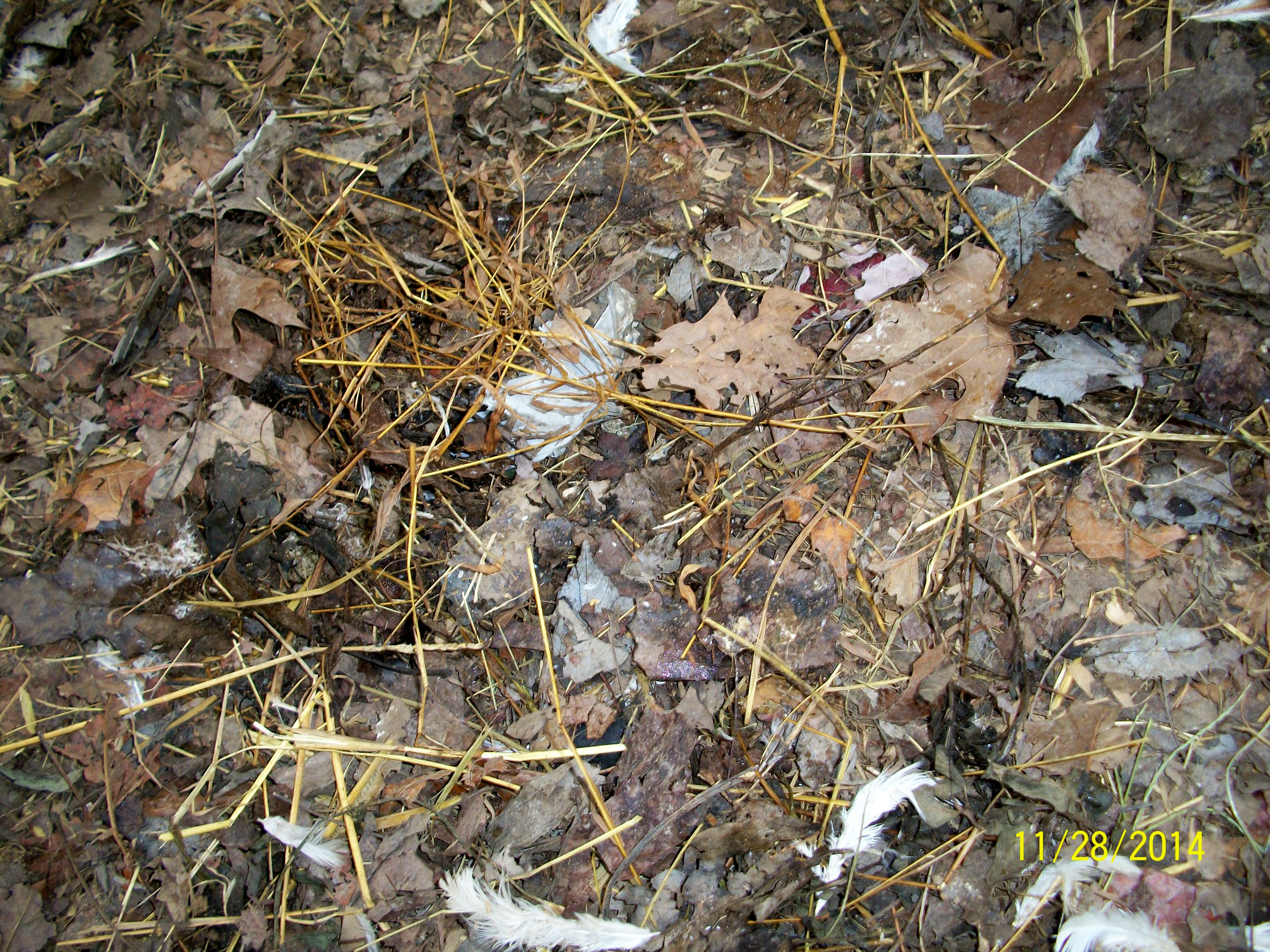 Deep litter is starting to work well this fall after being too dry all summer long for good decomposition.
